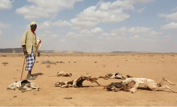 Người đàn ông nhìn xác động vật chết vì hạn hán do El Niño ở miền nam Hargeisa, Somaliland, 4/2016. Ảnh: Feisal Omar/Reuters